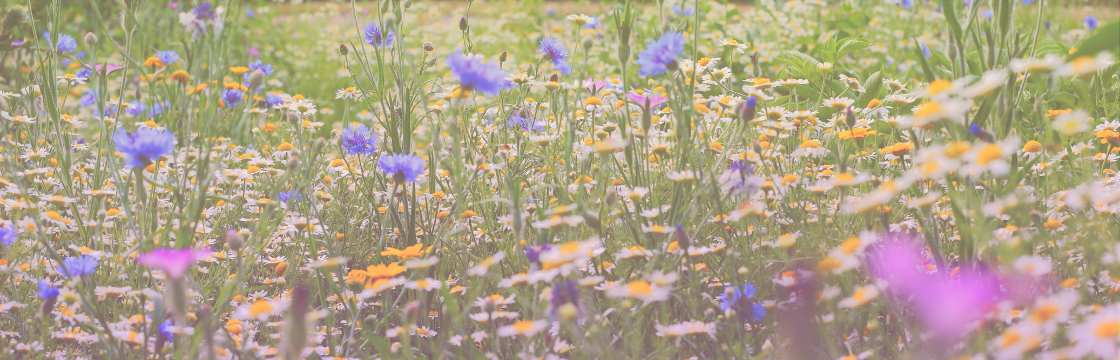 Image de fleurs