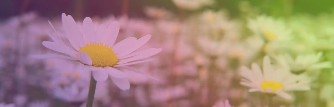 Image of flower